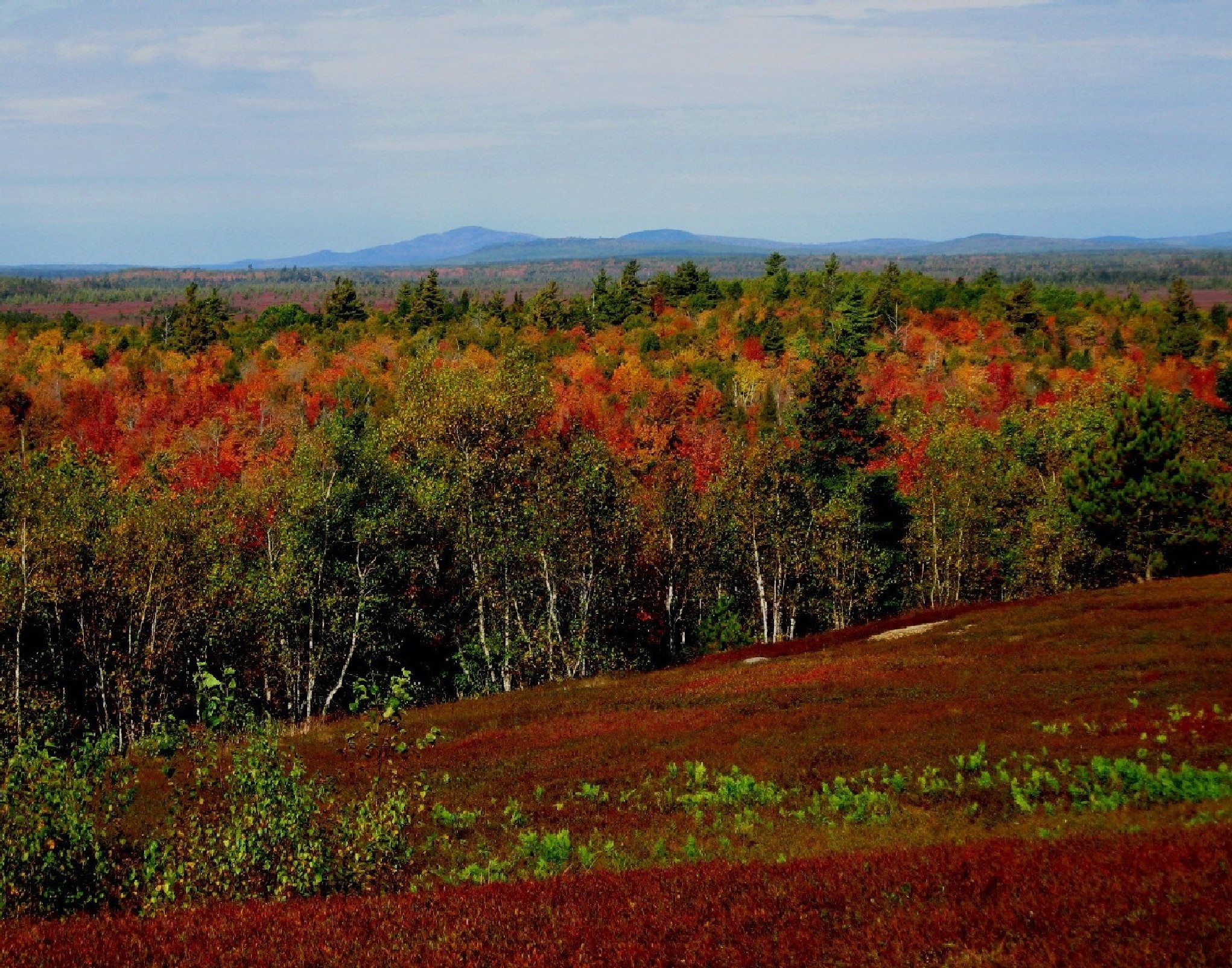 Fall Blueberry Barrens In Maine (user submitted)