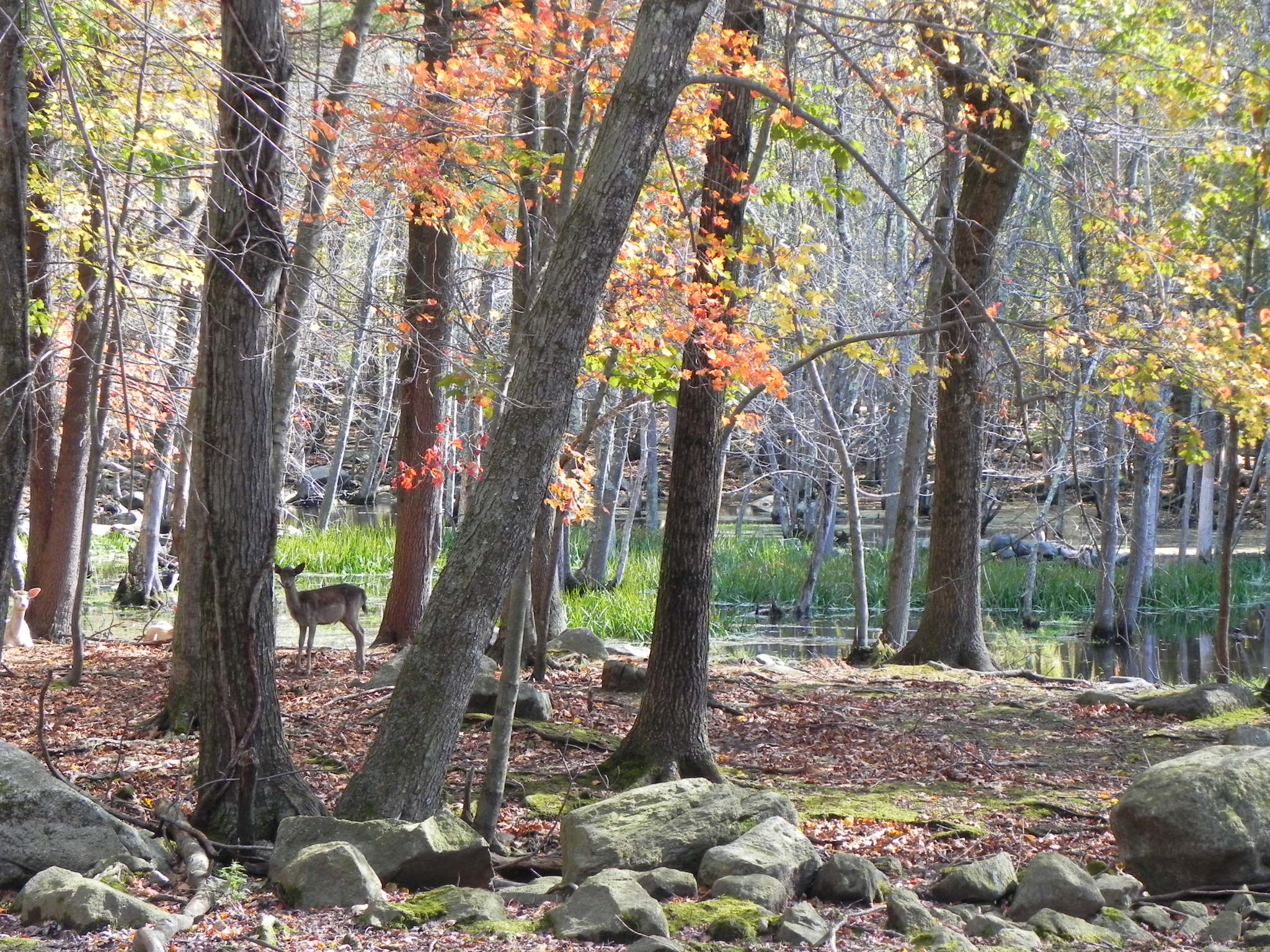 Deer In Foliage. (user submitted)
