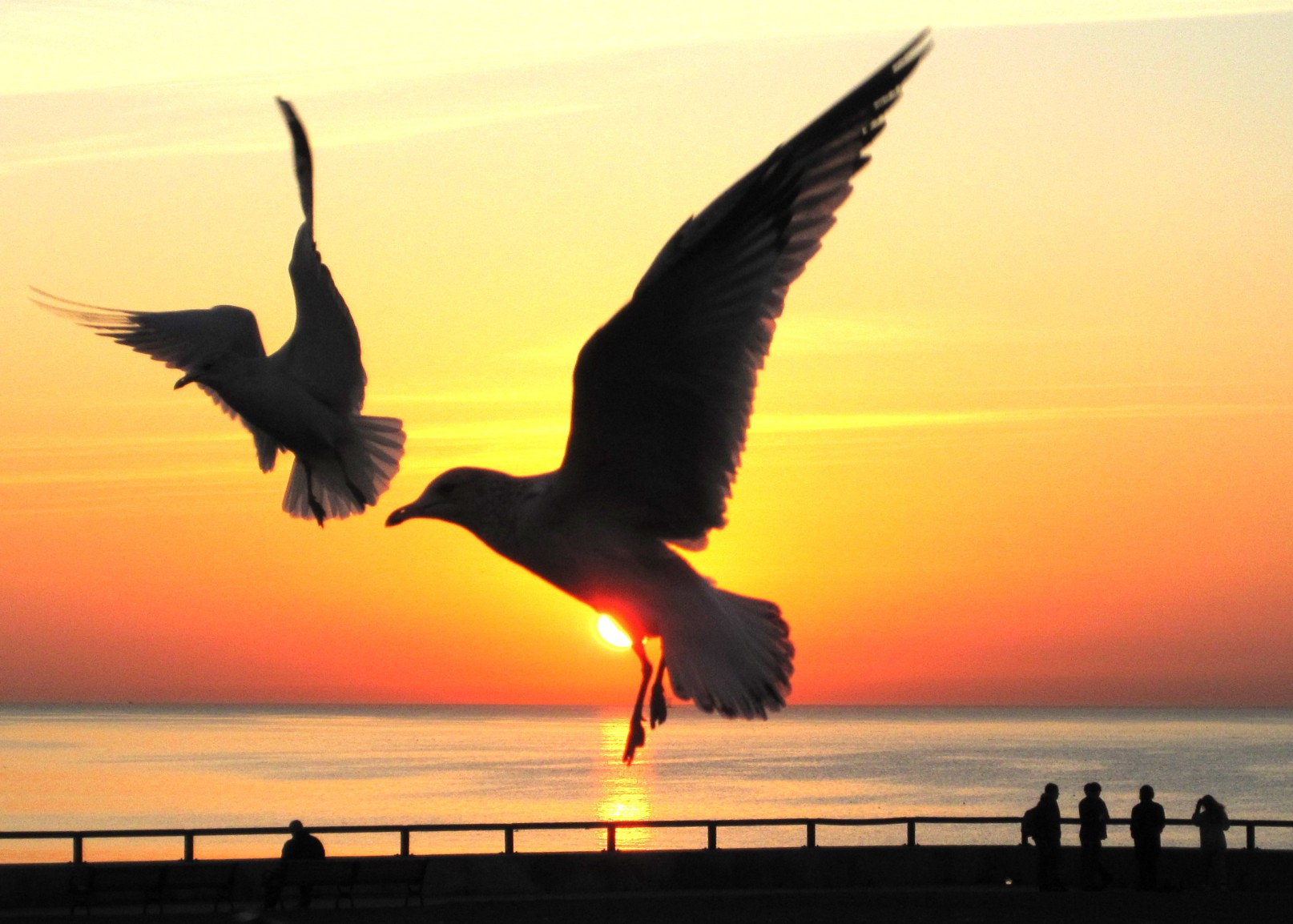 Two Gulls (user submitted)