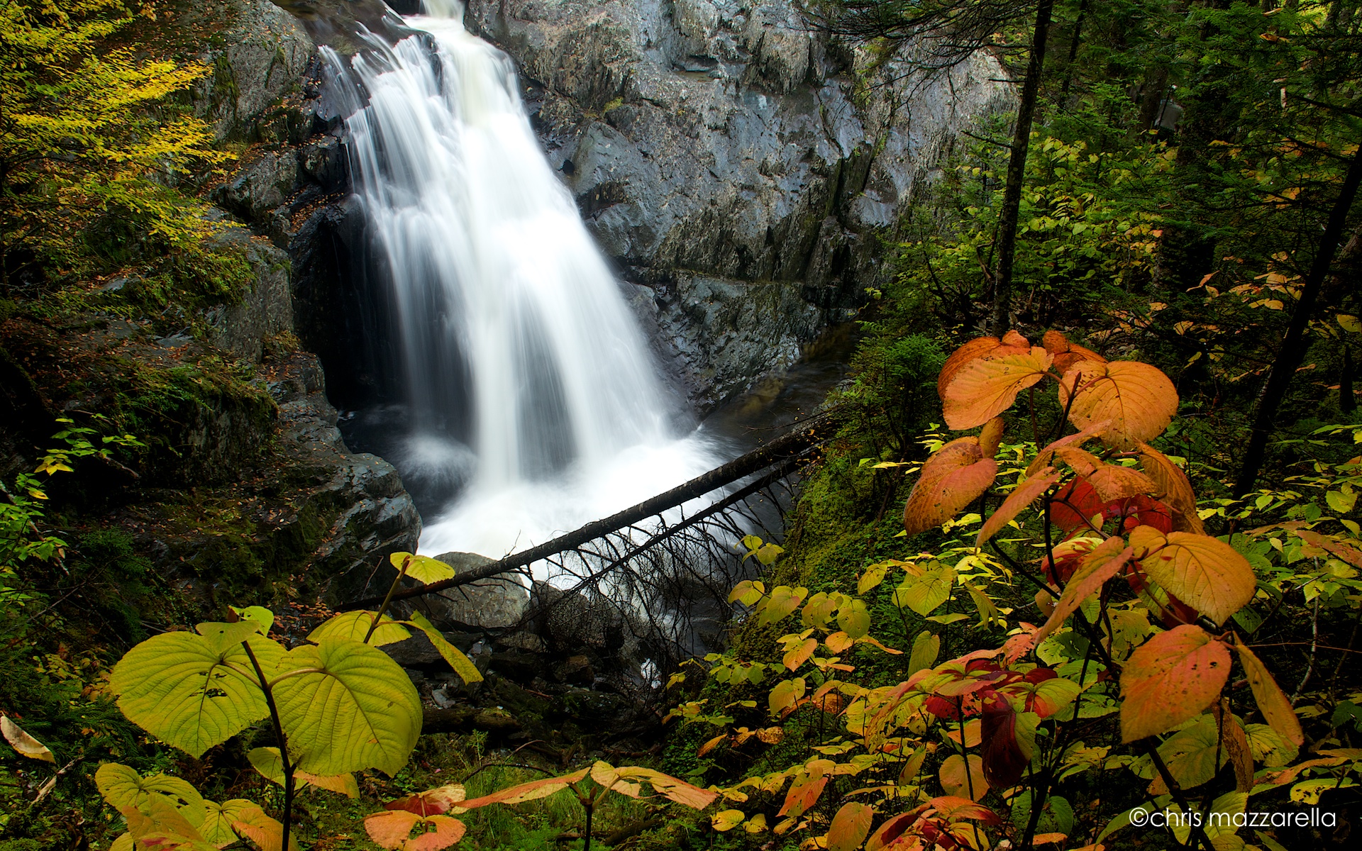 Autumn Hobblebush At Garfield Falls (user submitted)