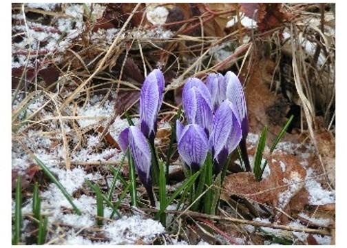 Spring Crocuses (user submitted)