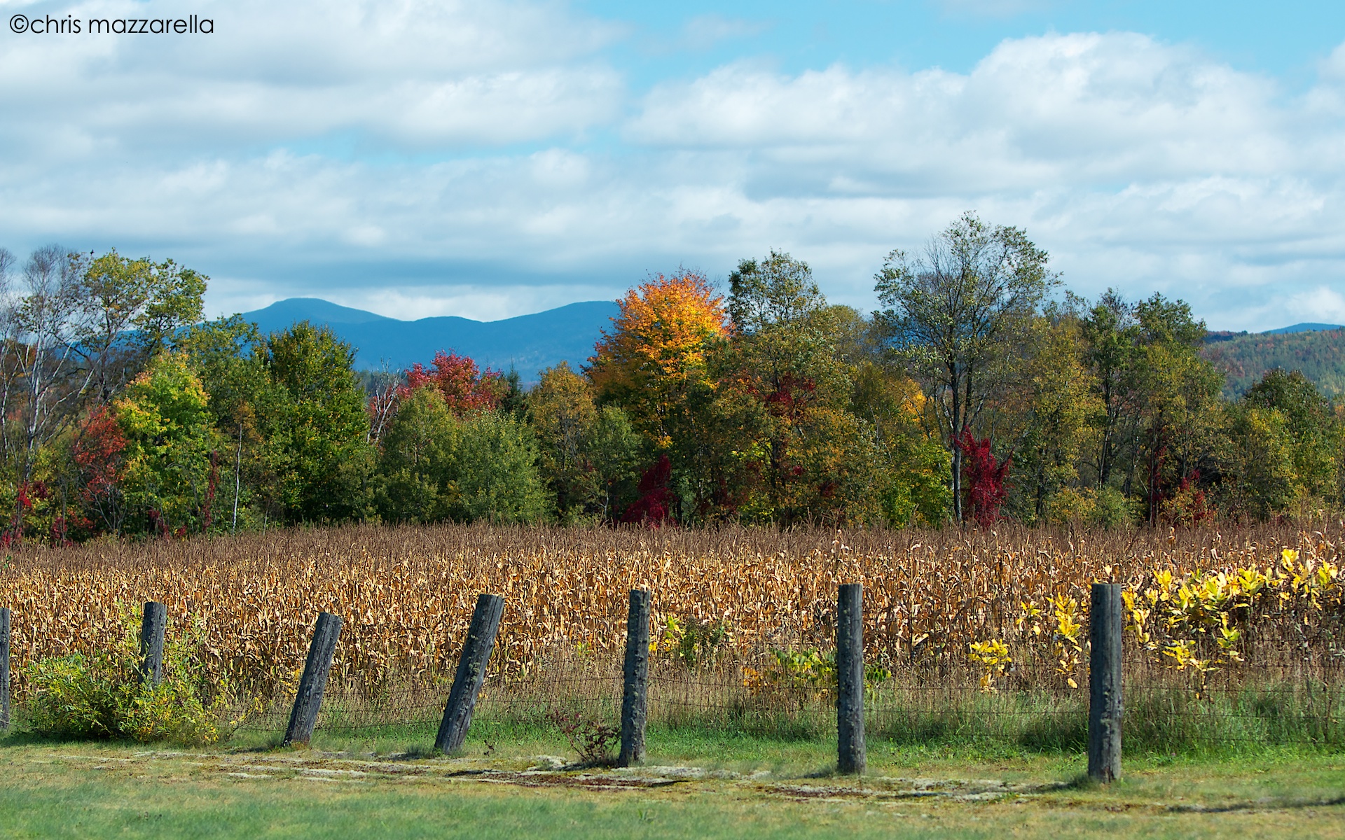 Golden Corn Field In The Fall  (user submitted)