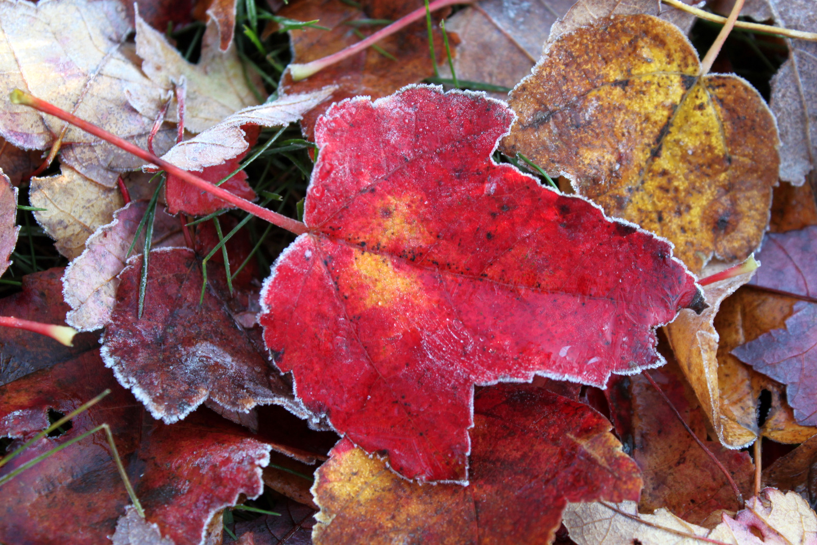 Frosted Leaves (user submitted)