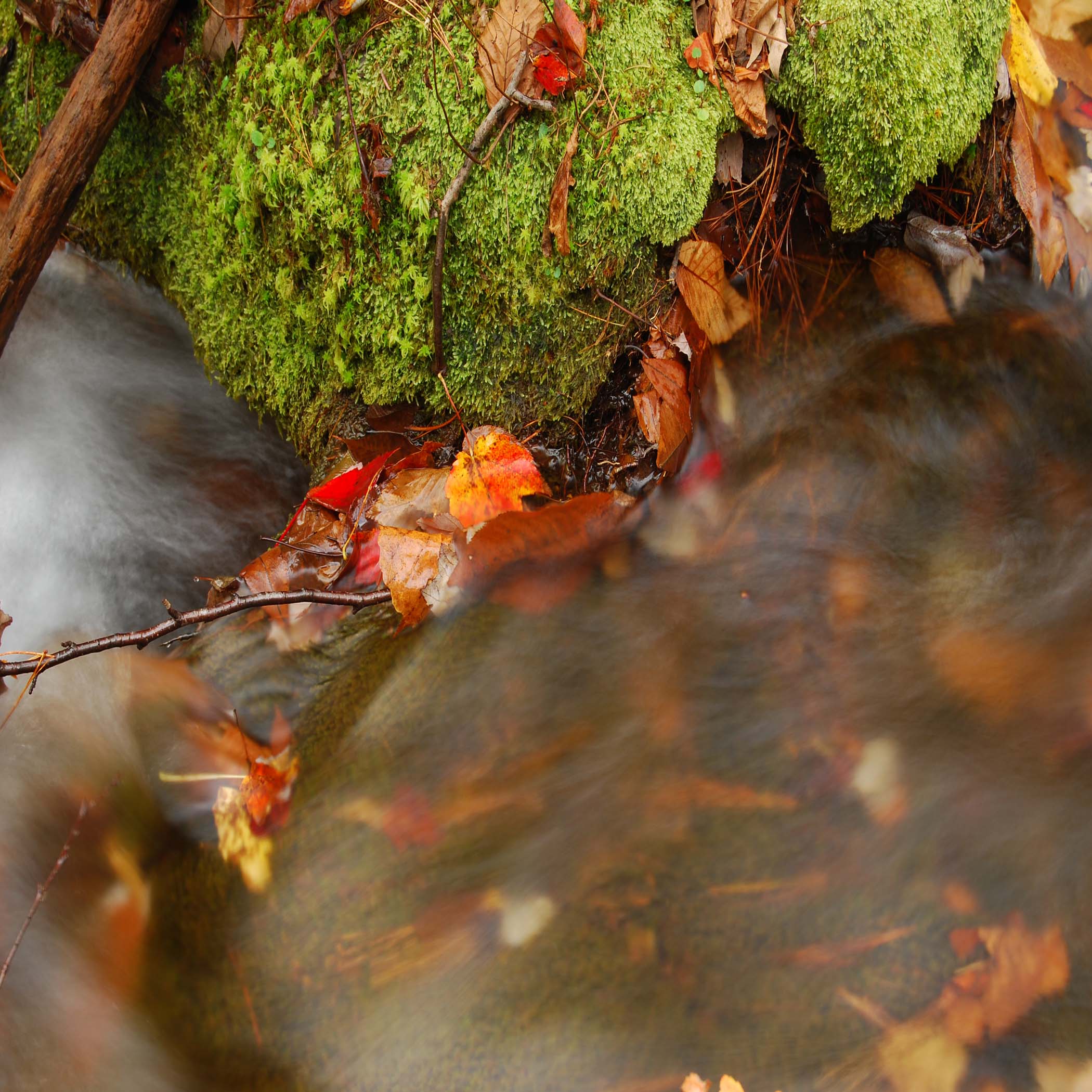 Fall Leaves And Water (user submitted)