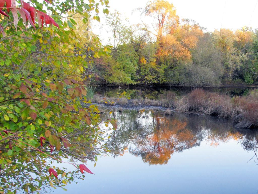 Fall Color At Blair Pond - New England