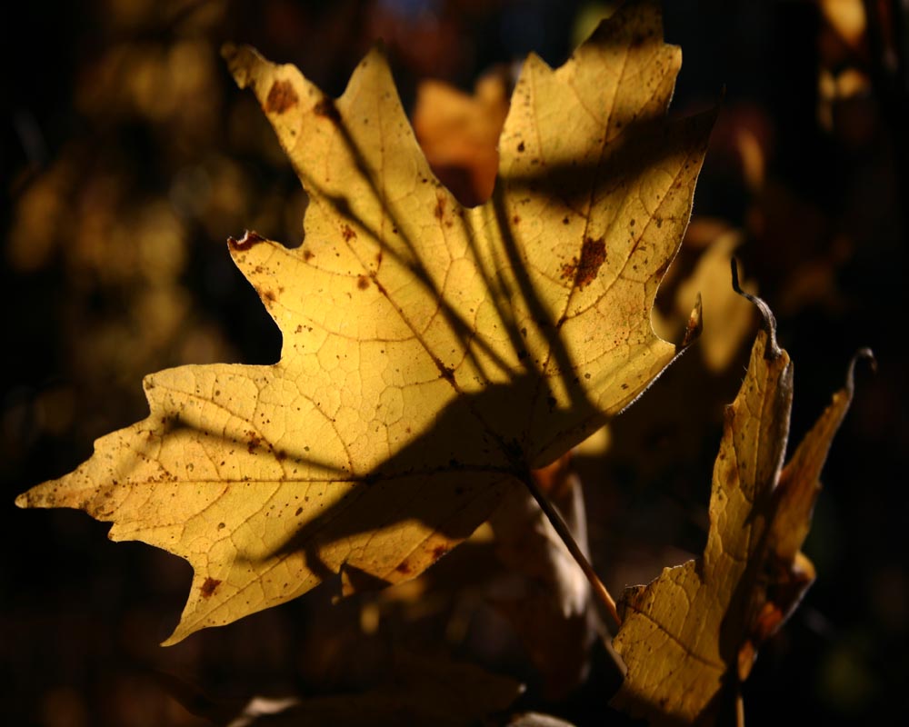 Yellow Leaf (user submitted)