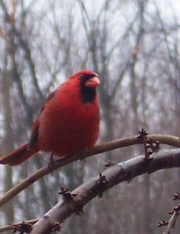 Cardinal (user submitted)