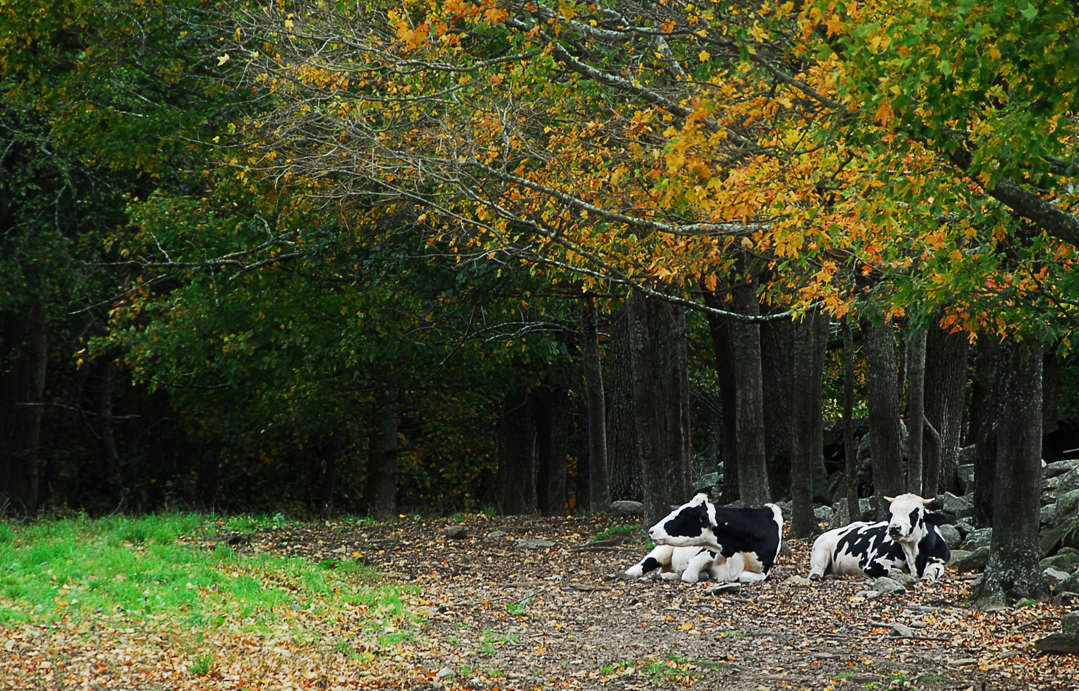 Resting Cows  (user submitted)