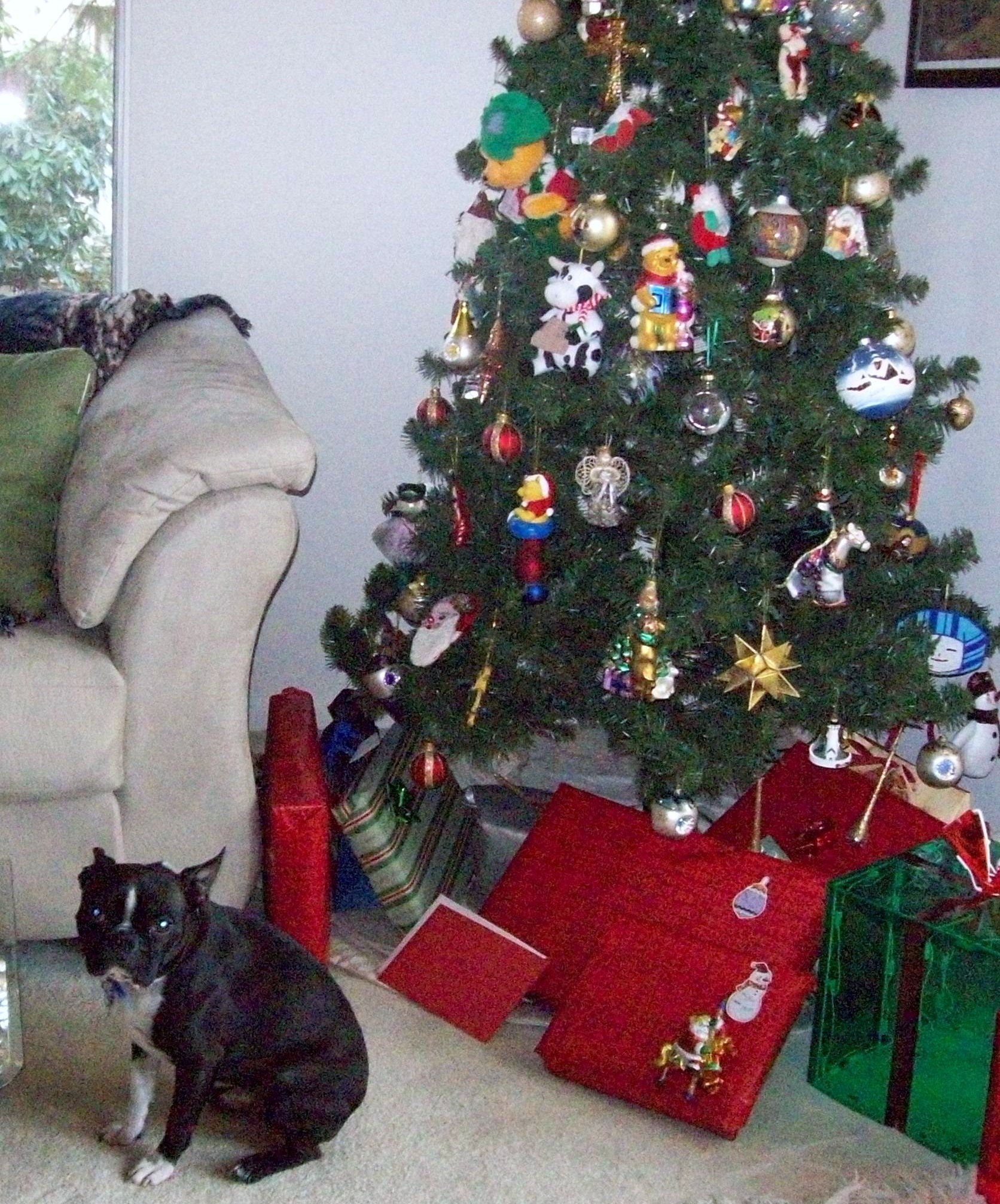 Jakie Waiting For His Gift (user submitted)