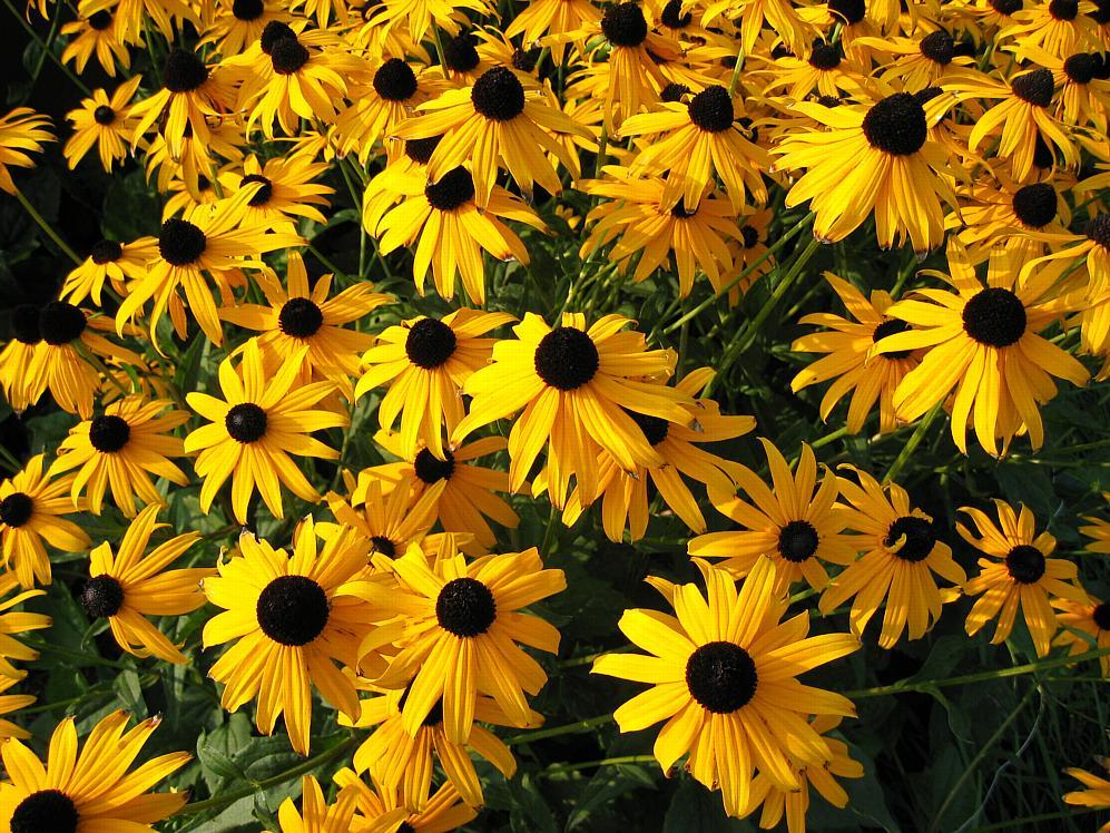 Brown-eyed Susans (user submitted)