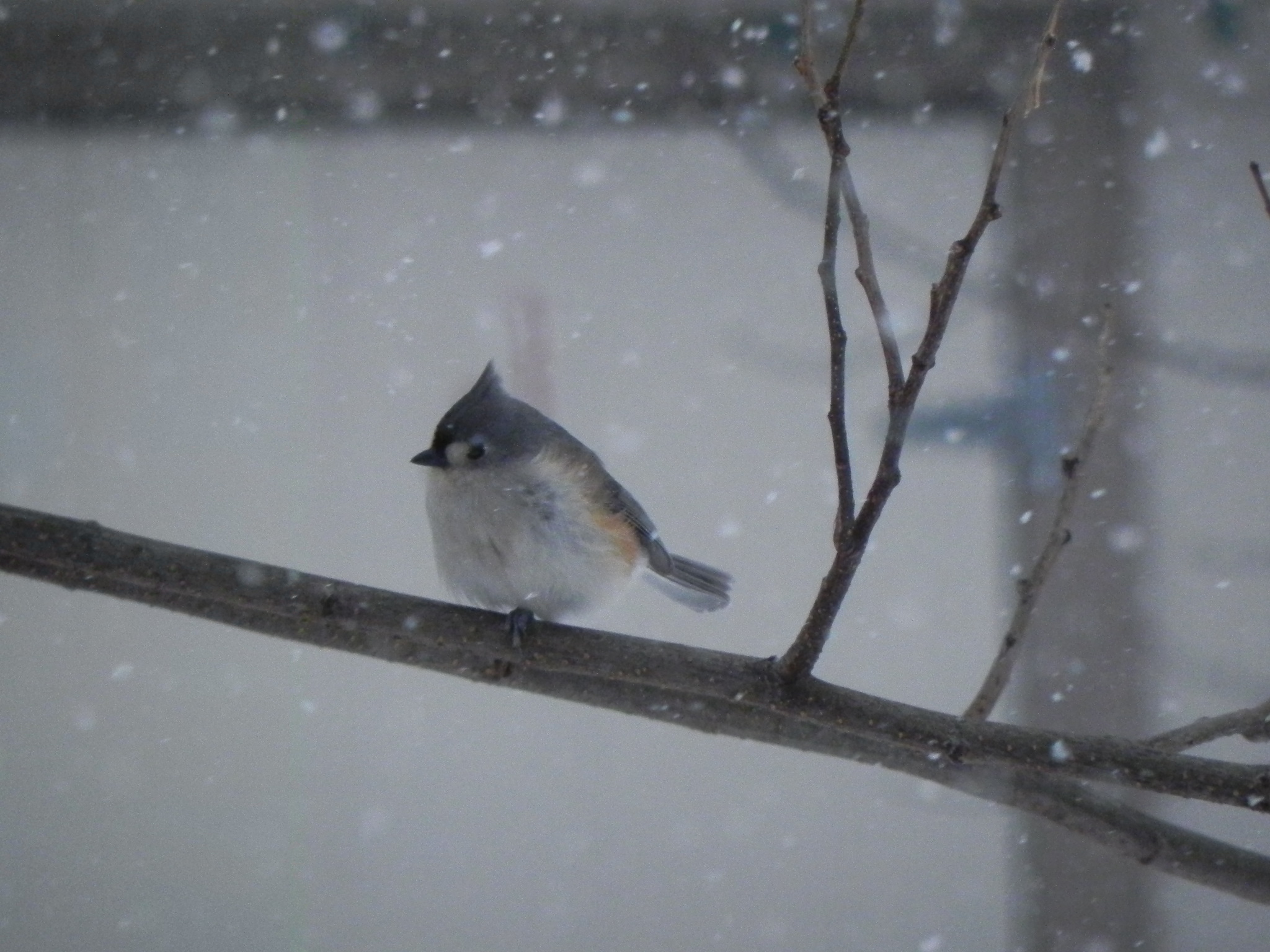 Bird Relaxing During Snowfall! (user submitted)