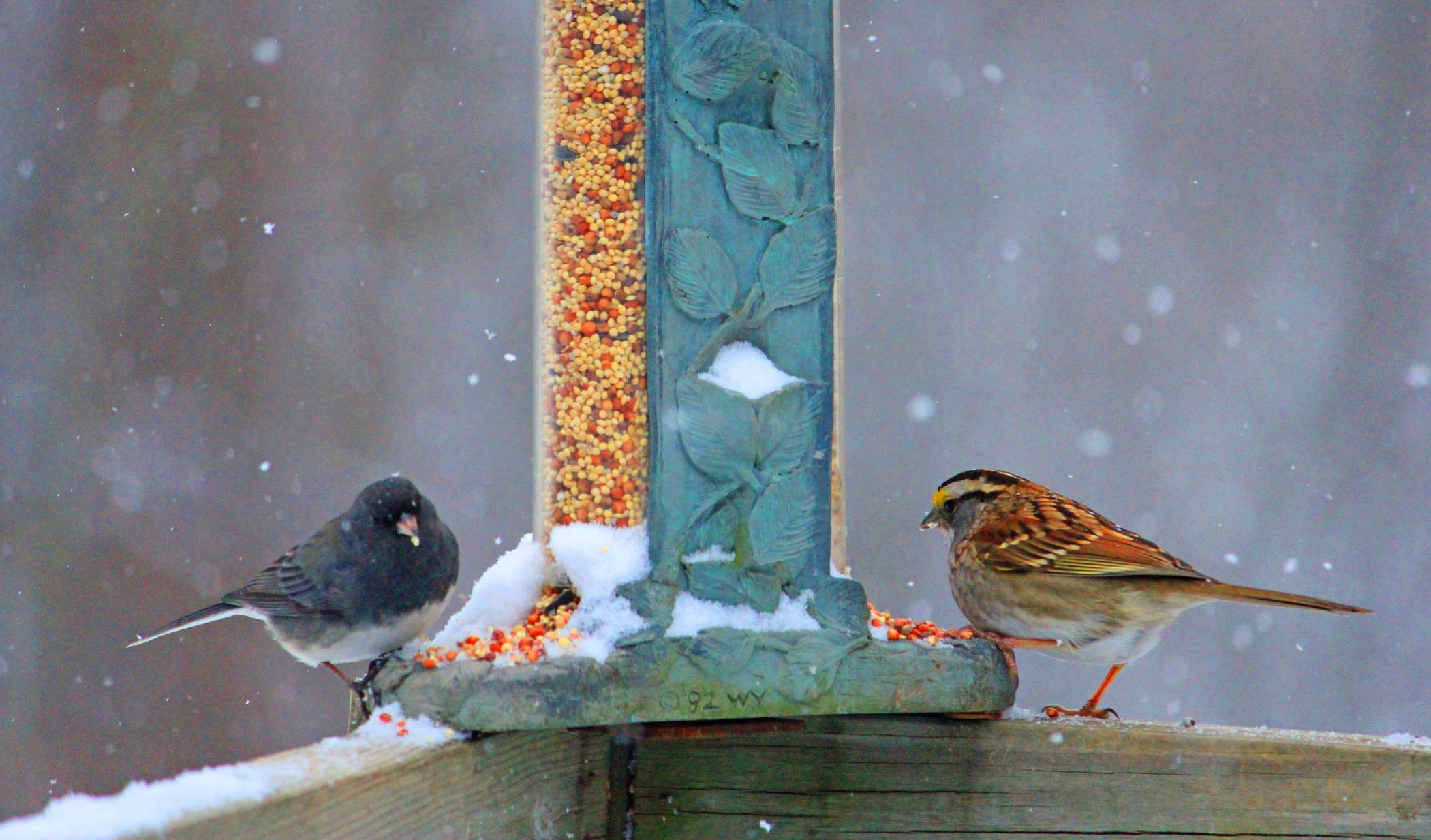 Birds In Snow - New England