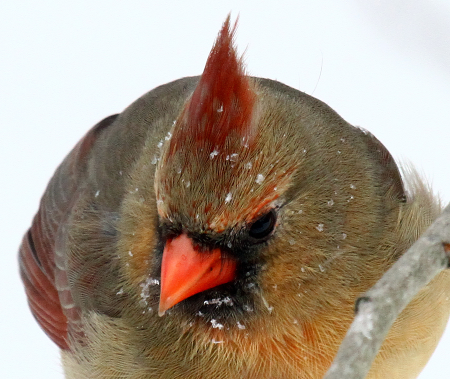 Female Cardinal In A Snowstorm (user submitted)