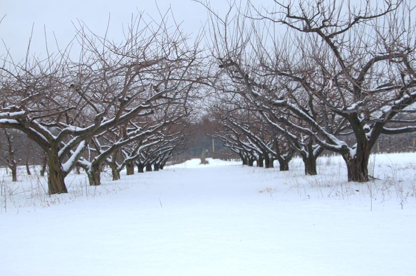 Winter Plums At Easy Pickins (user submitted)