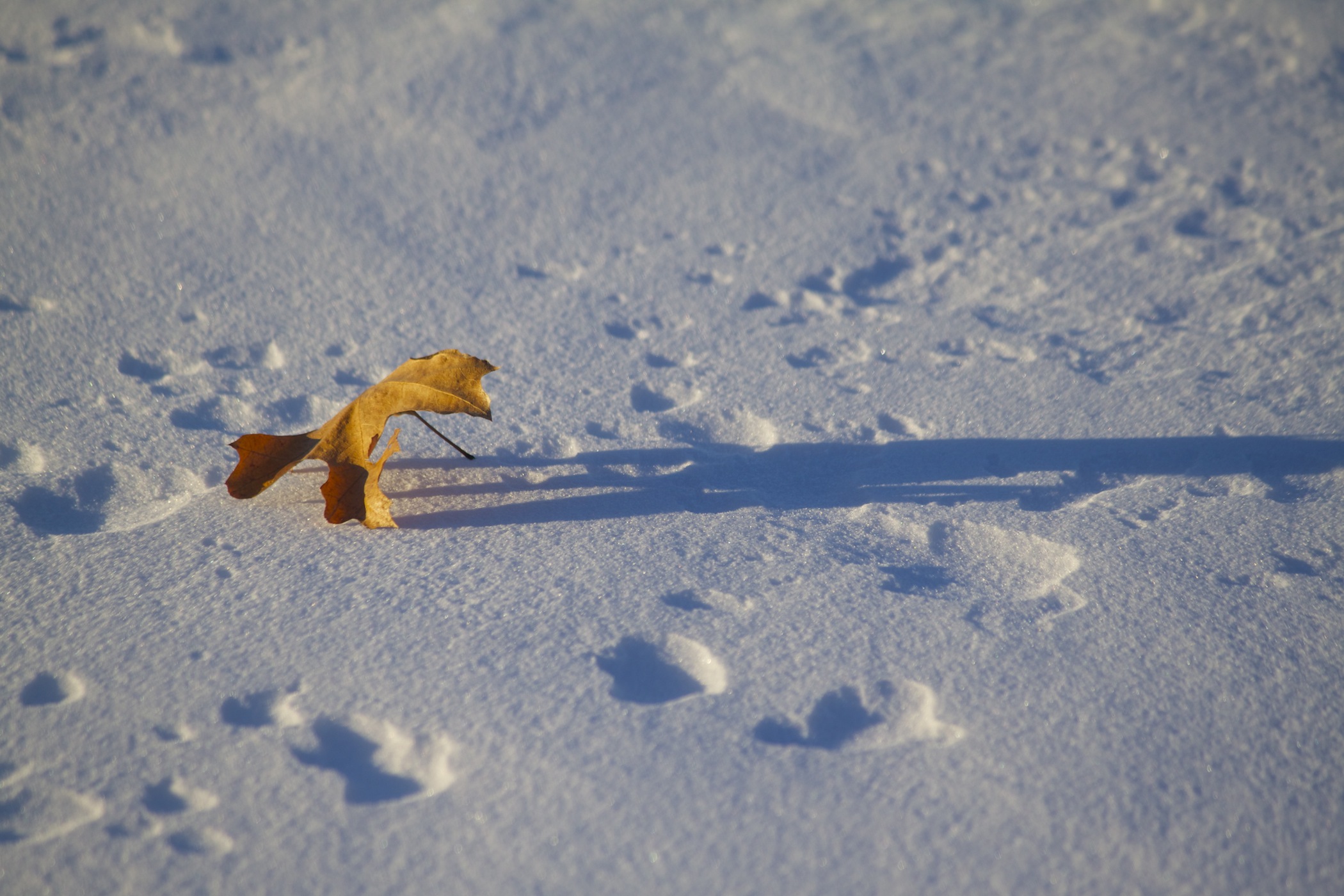 Winter In The Shadow Of Fall (user submitted)
