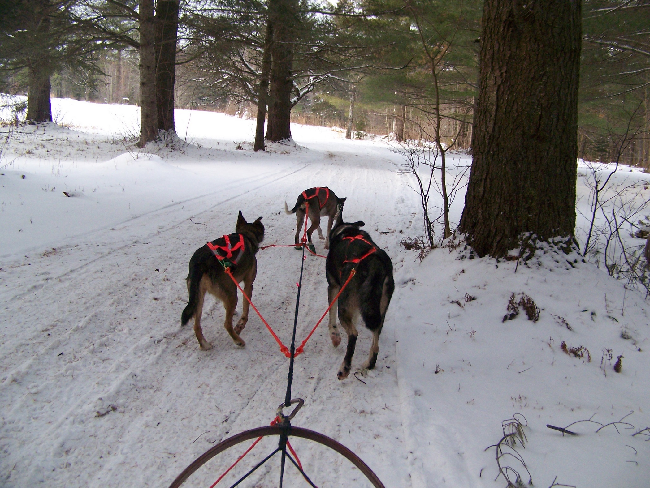 Mushing (user submitted)