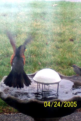 Robin and Wren Share Birdbath (user submitted)