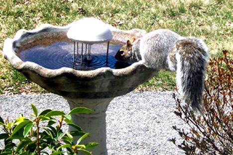 Thirsty Squirrel (user submitted)
