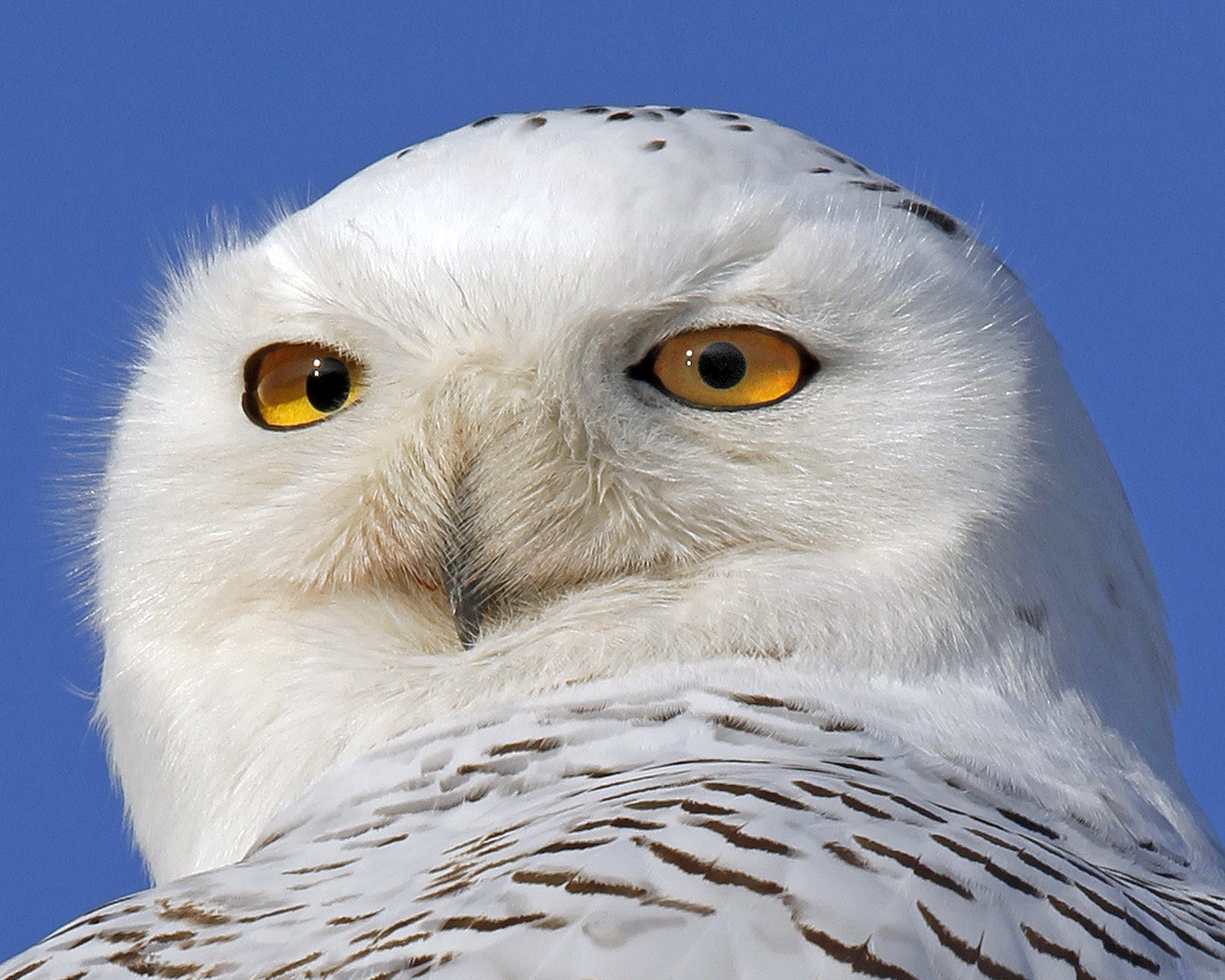 Snowy Owl Portrait - New England