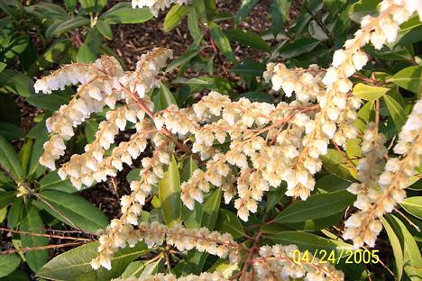 Pieris Shrub Blooms (user submitted)