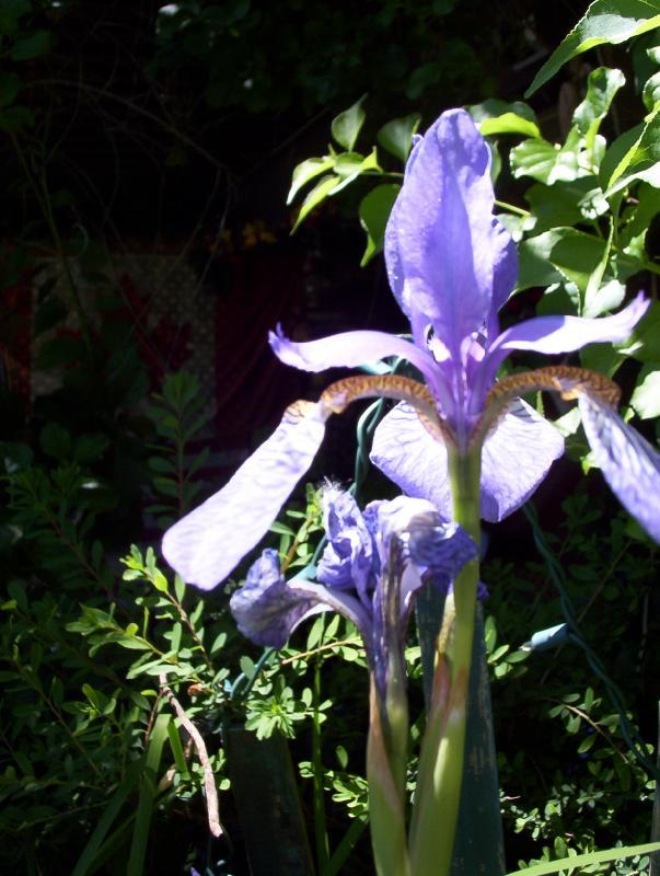 Irises (user submitted)
