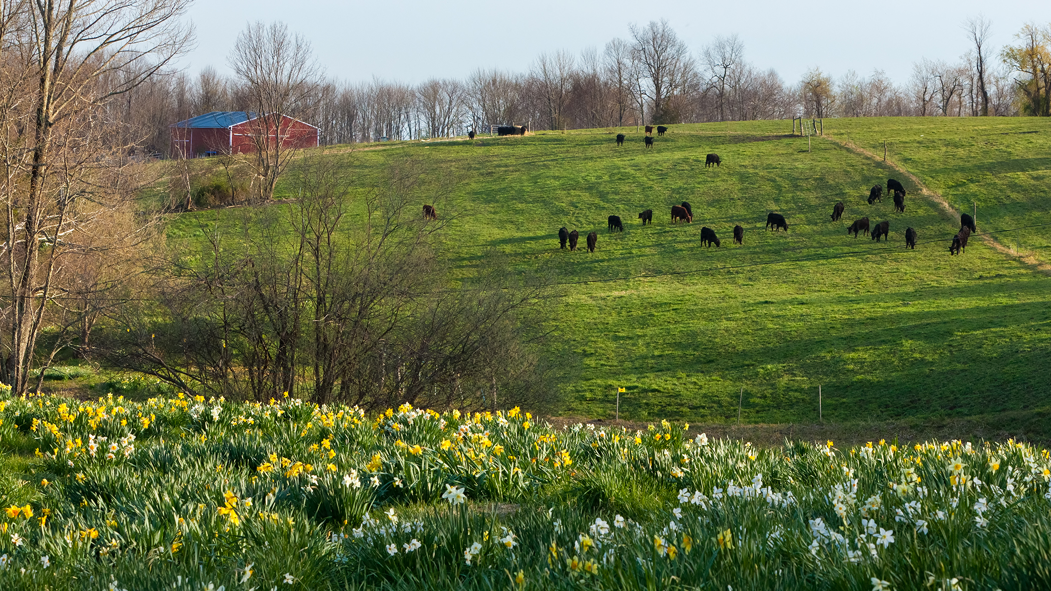Country Spring (user submitted)