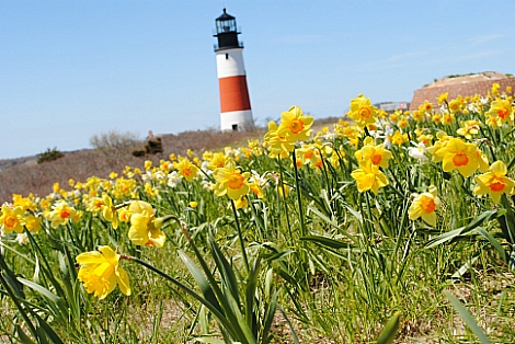 Daffodils At Sankaty Head (user submitted)