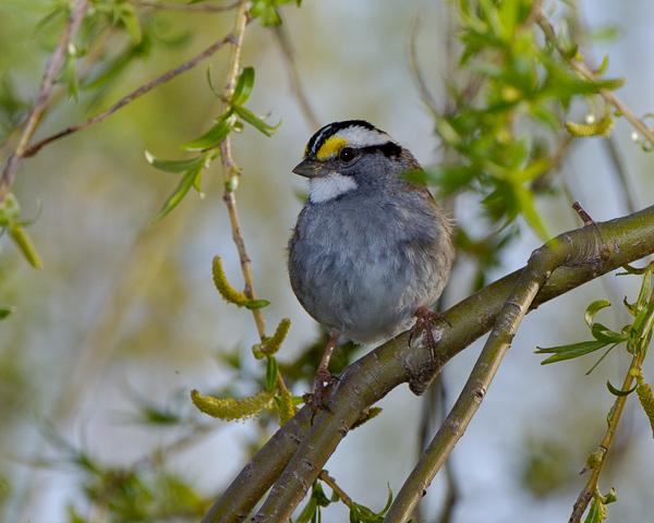 White-Throated Sparrow (user submitted)