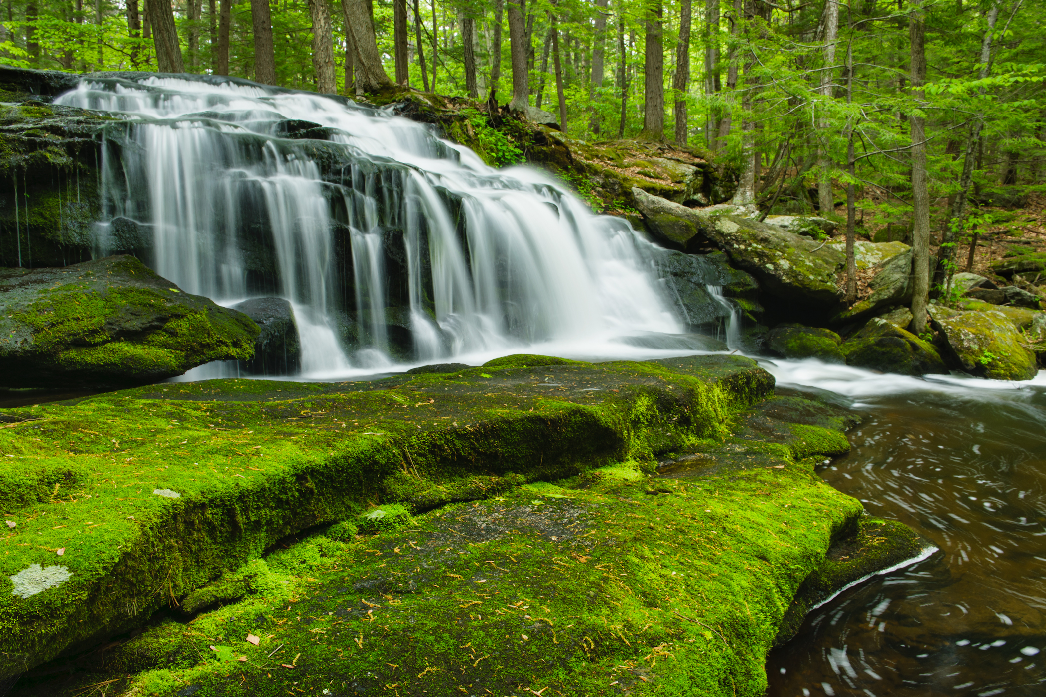 Spring At Tucker Brook (user submitted)