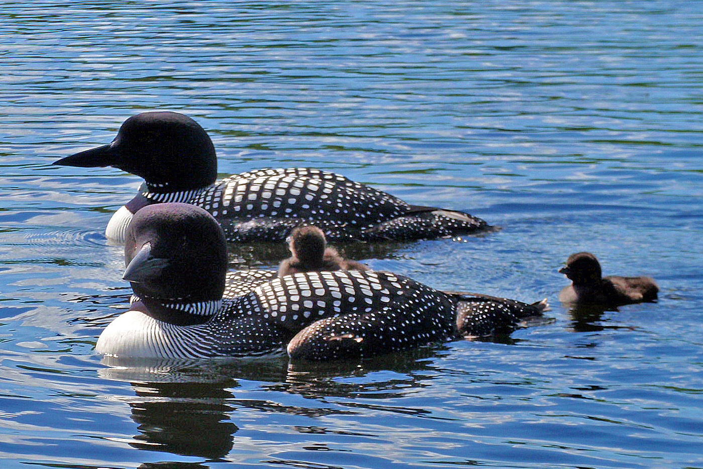 Loon Family (user submitted)
