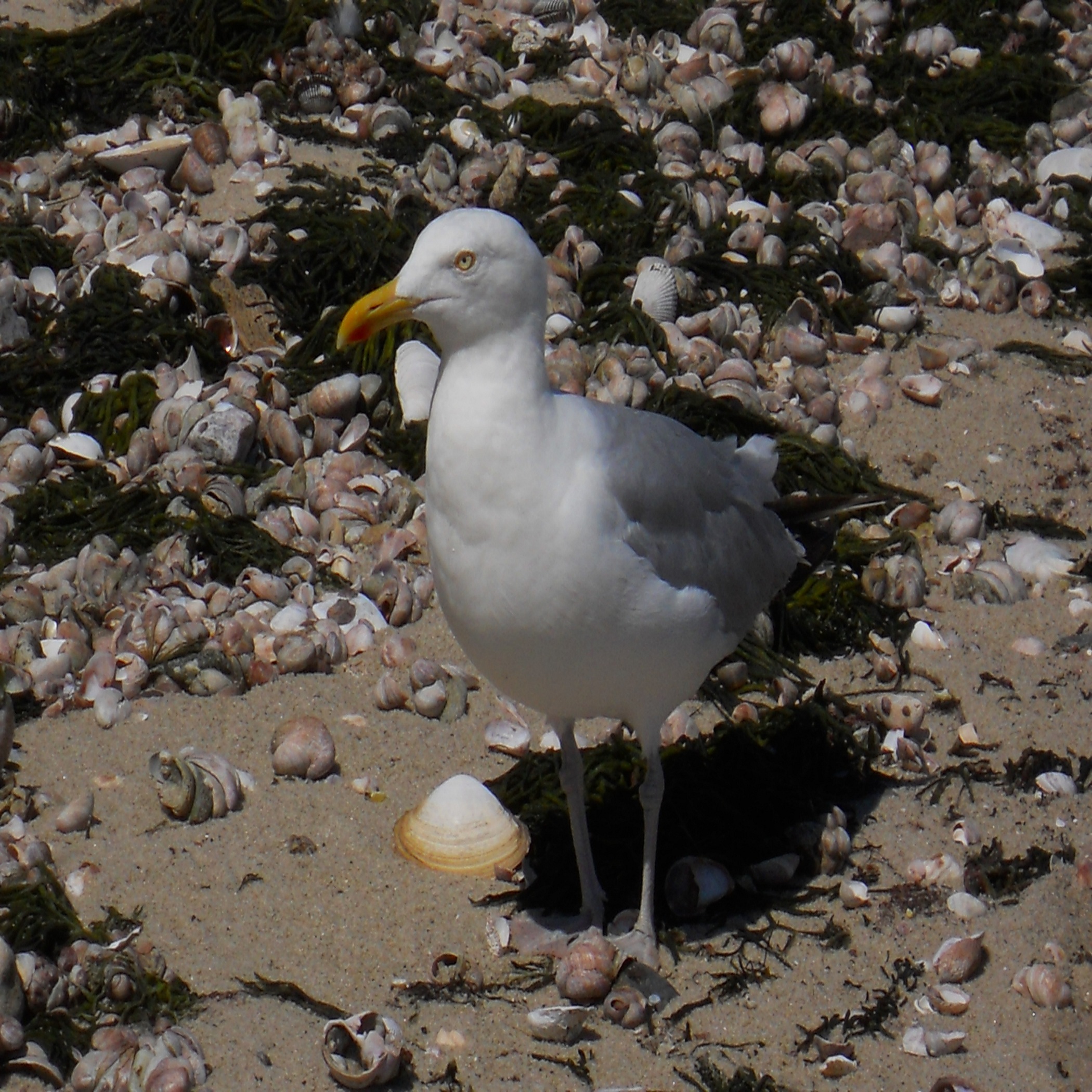 Sea Gull At The Spit (user submitted)