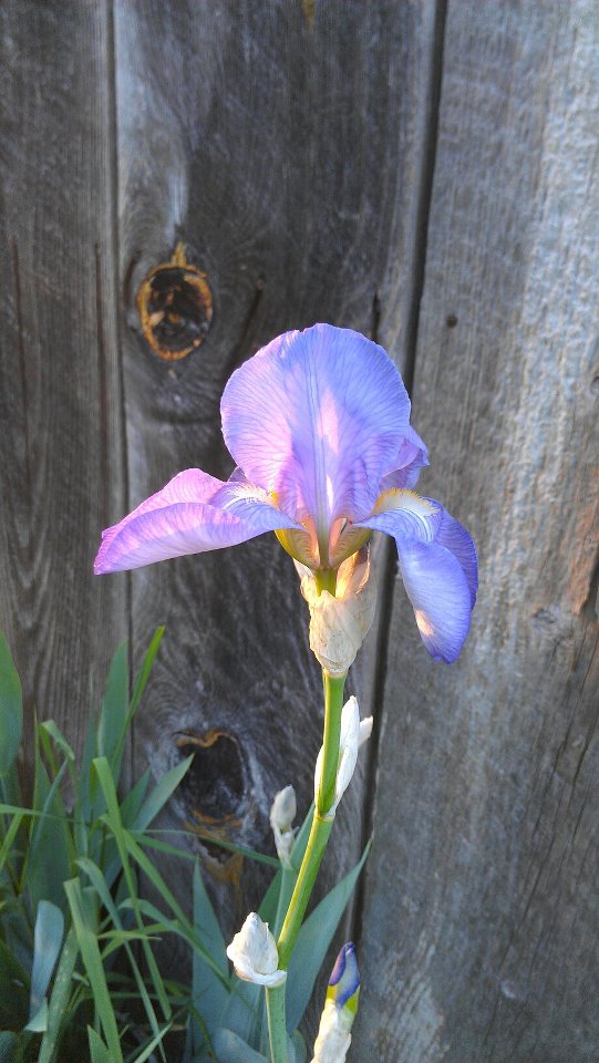 Iris In The Setting Sun (user submitted)