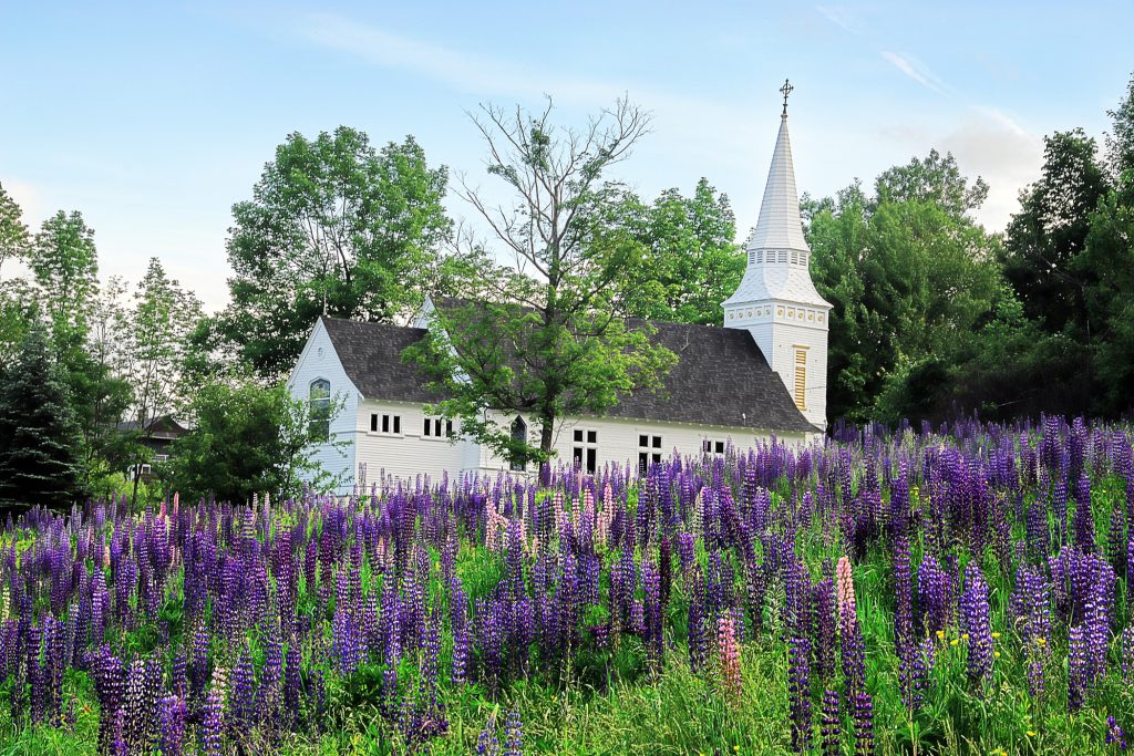 Lupine Festival At St. Matts New England