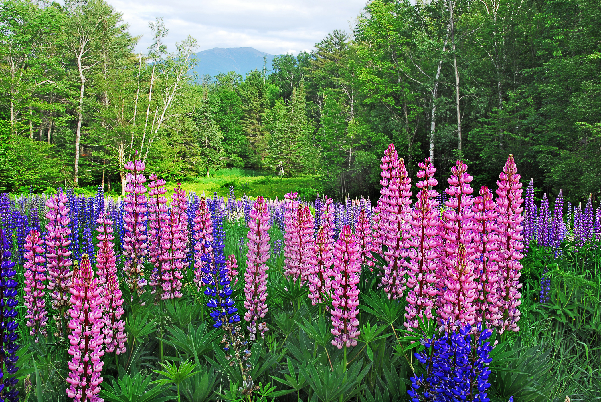 Lupine Mountain (user submitted)