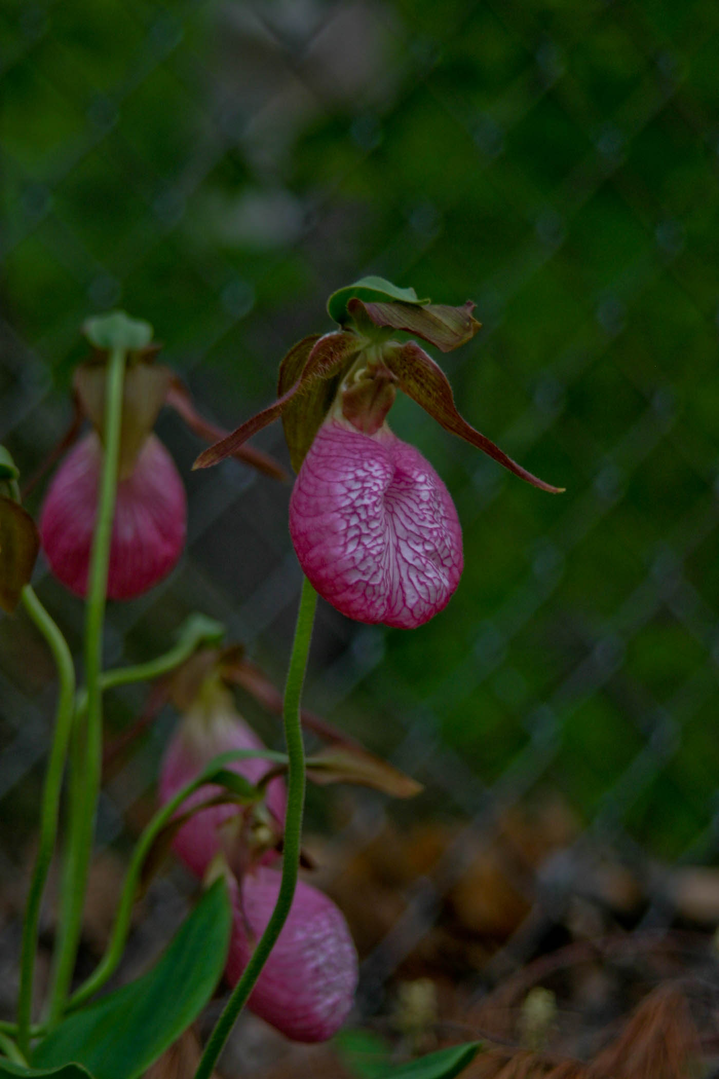 Ladyslippers (user submitted)