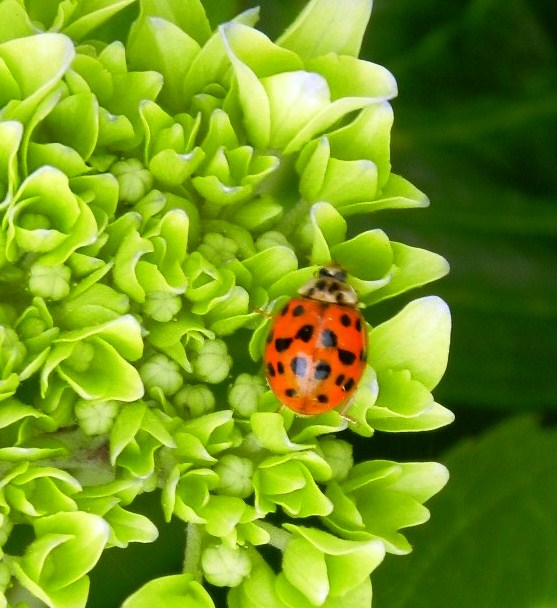 Lady Bug (user submitted)