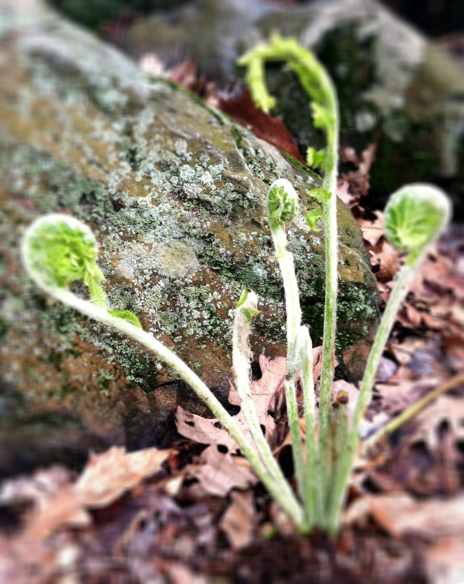 Ferns Unfurling In Spring (user submitted)