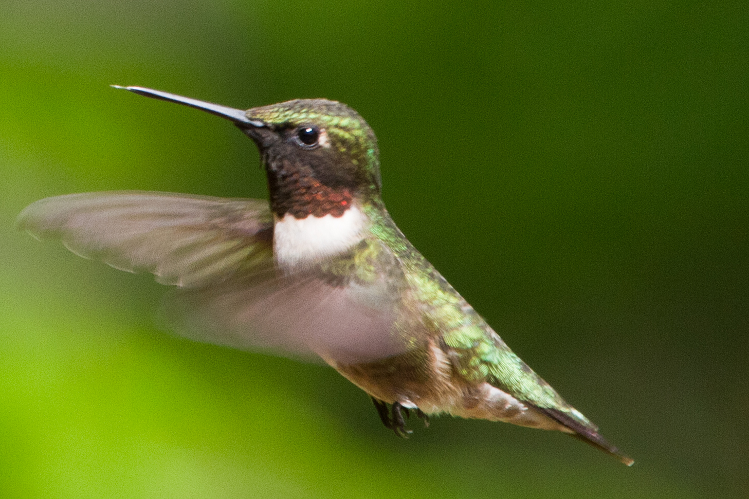 Spring Hummingbird (user submitted)