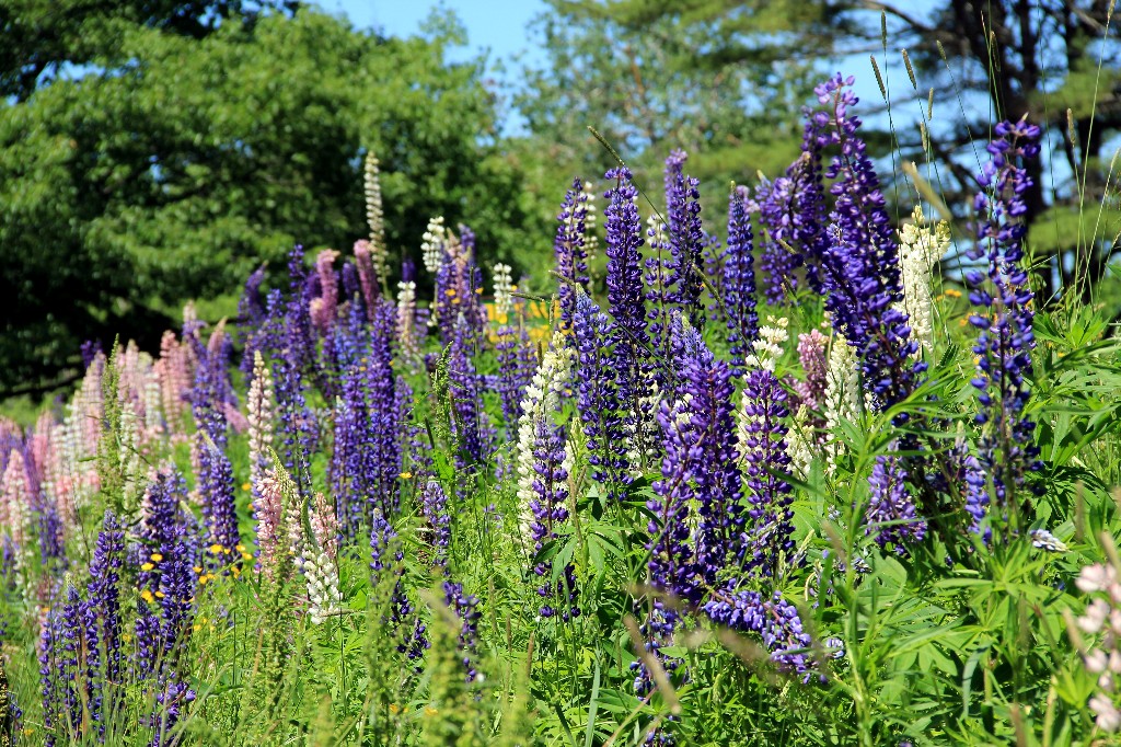 Lupines Along Side Of Road (user submitted)