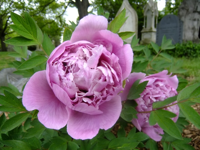 Pink Peonies (user submitted)