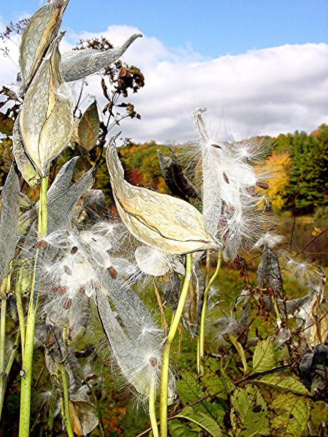 Milkweed (user submitted)
