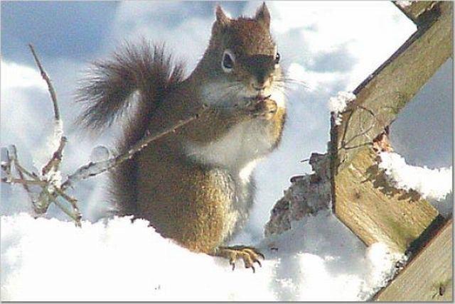 Red Squirrel (user submitted)