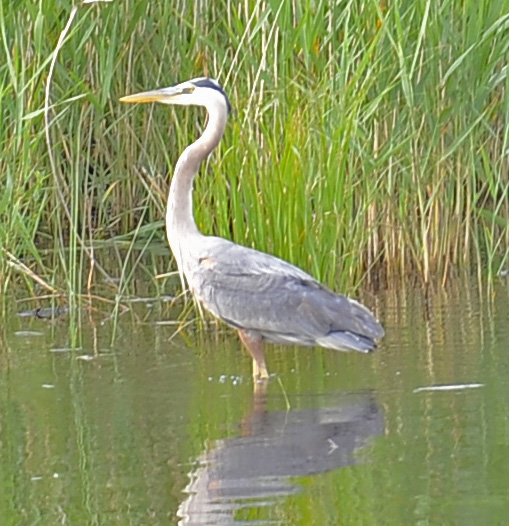 Great Blue Heron In North Pond (user submitted)