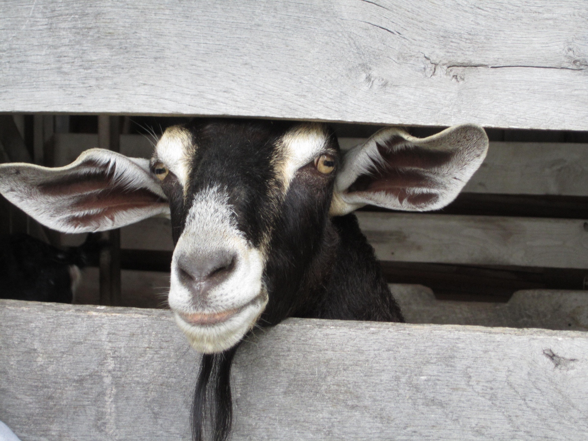 Friendly Goat (user submitted)