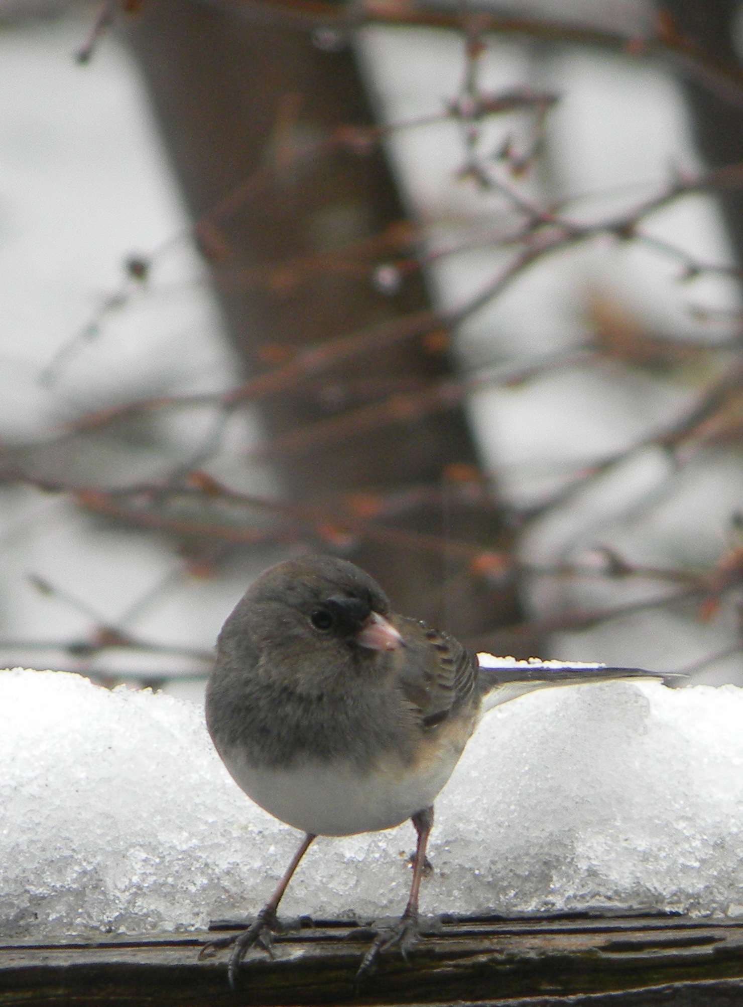 Junco In Winter (user submitted)