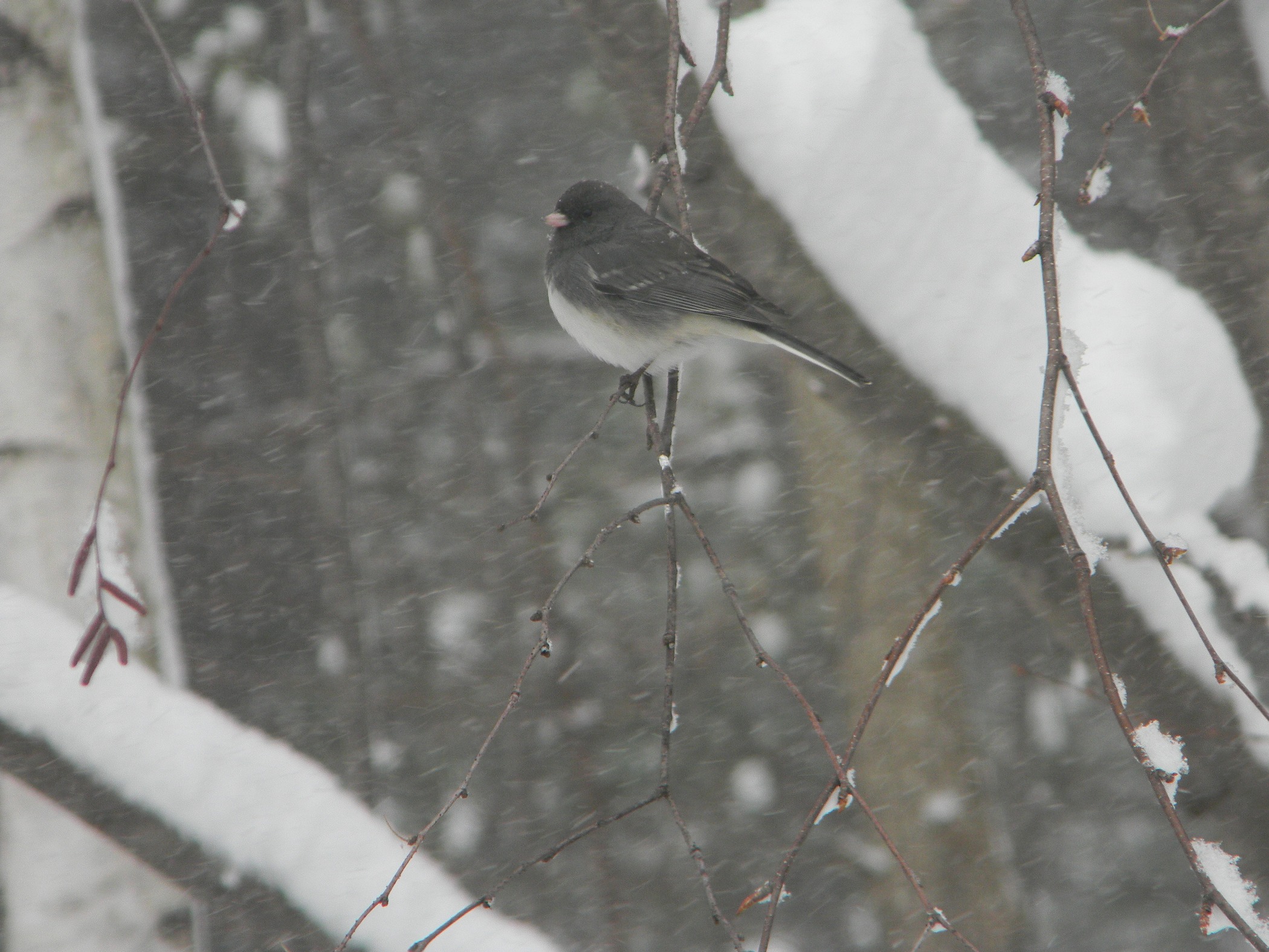 Dark Eyed Junco In Winter (user submitted)
