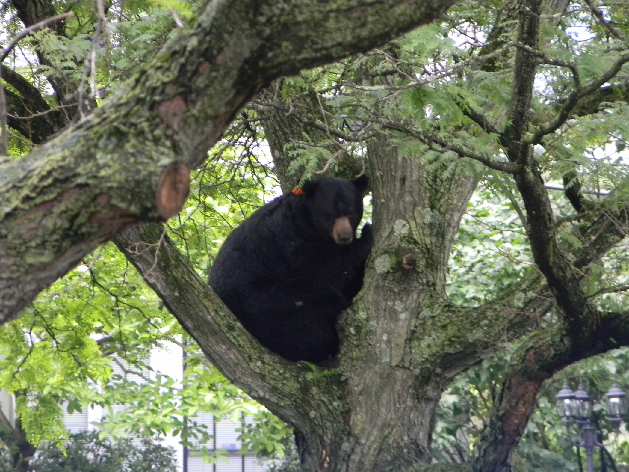 Black Bear In A Tree (user submitted)