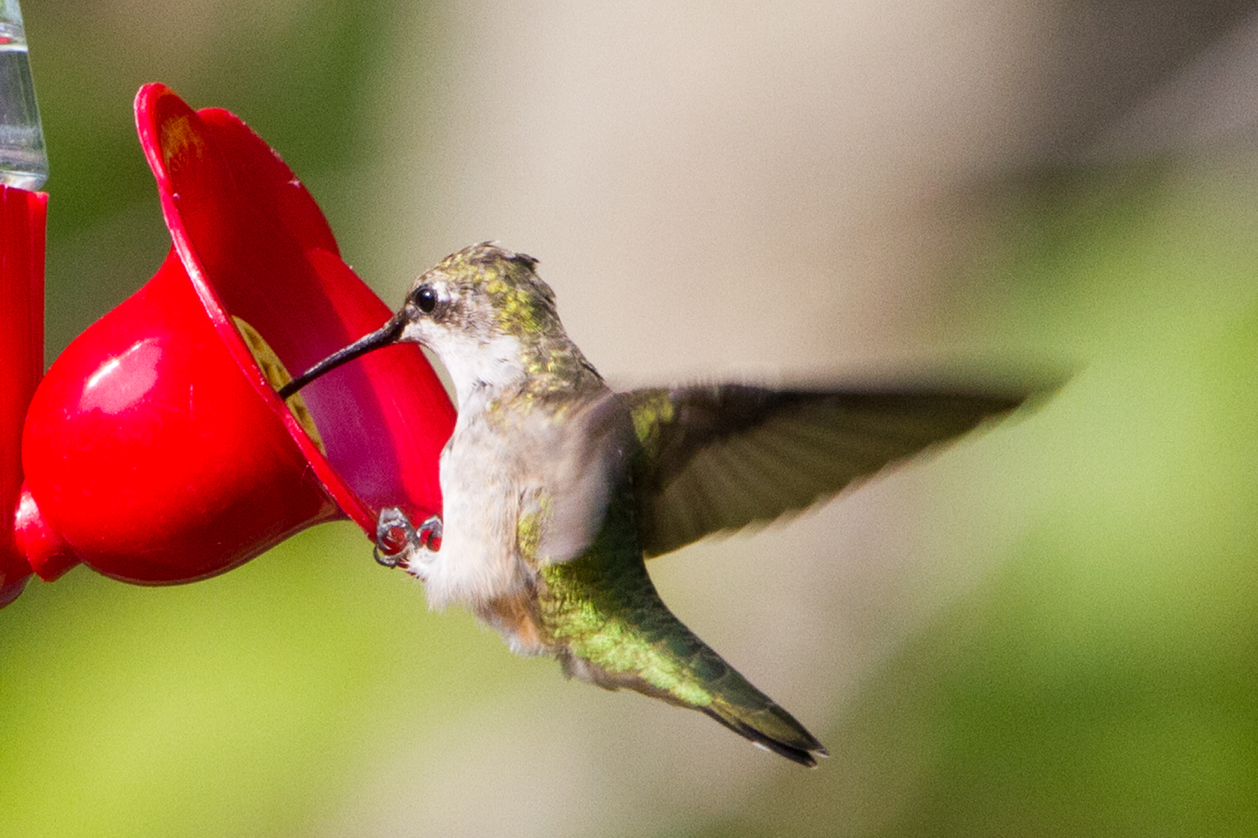 Resting Hummingbird (user submitted)