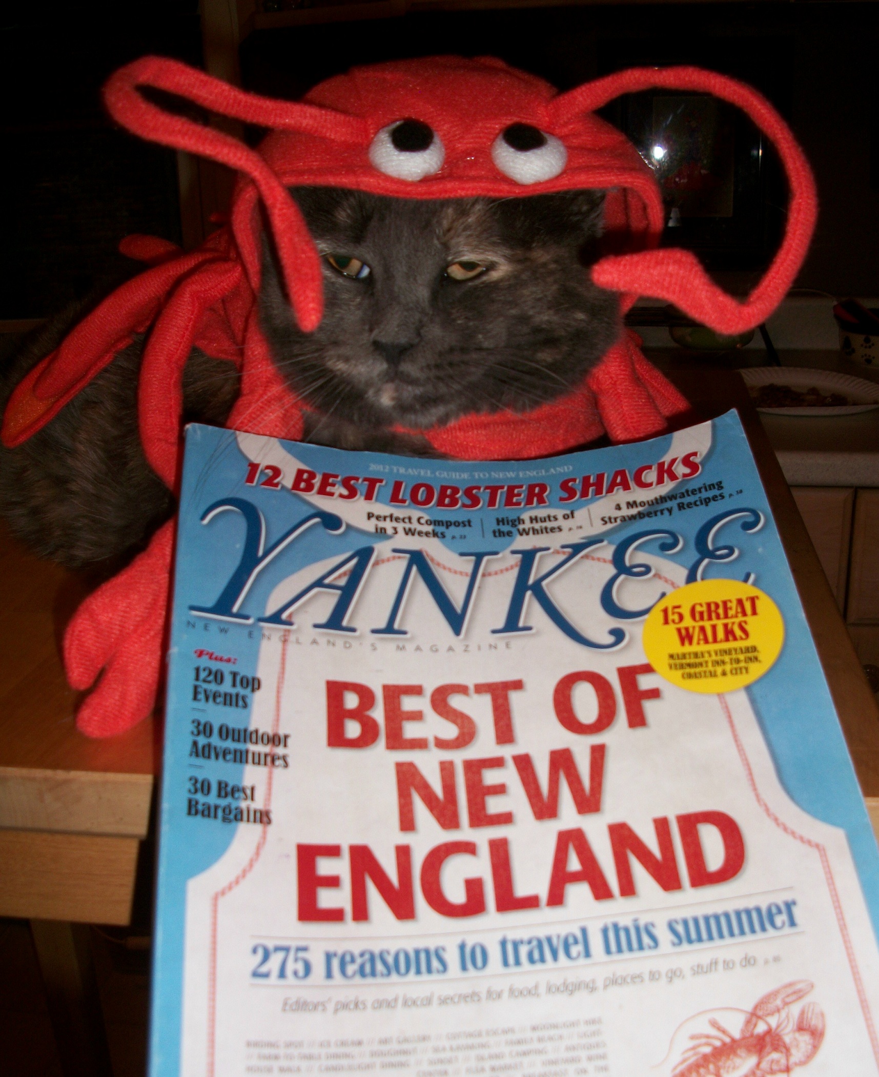 Lobster Cat (user submitted)