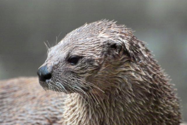 Otter (user submitted)